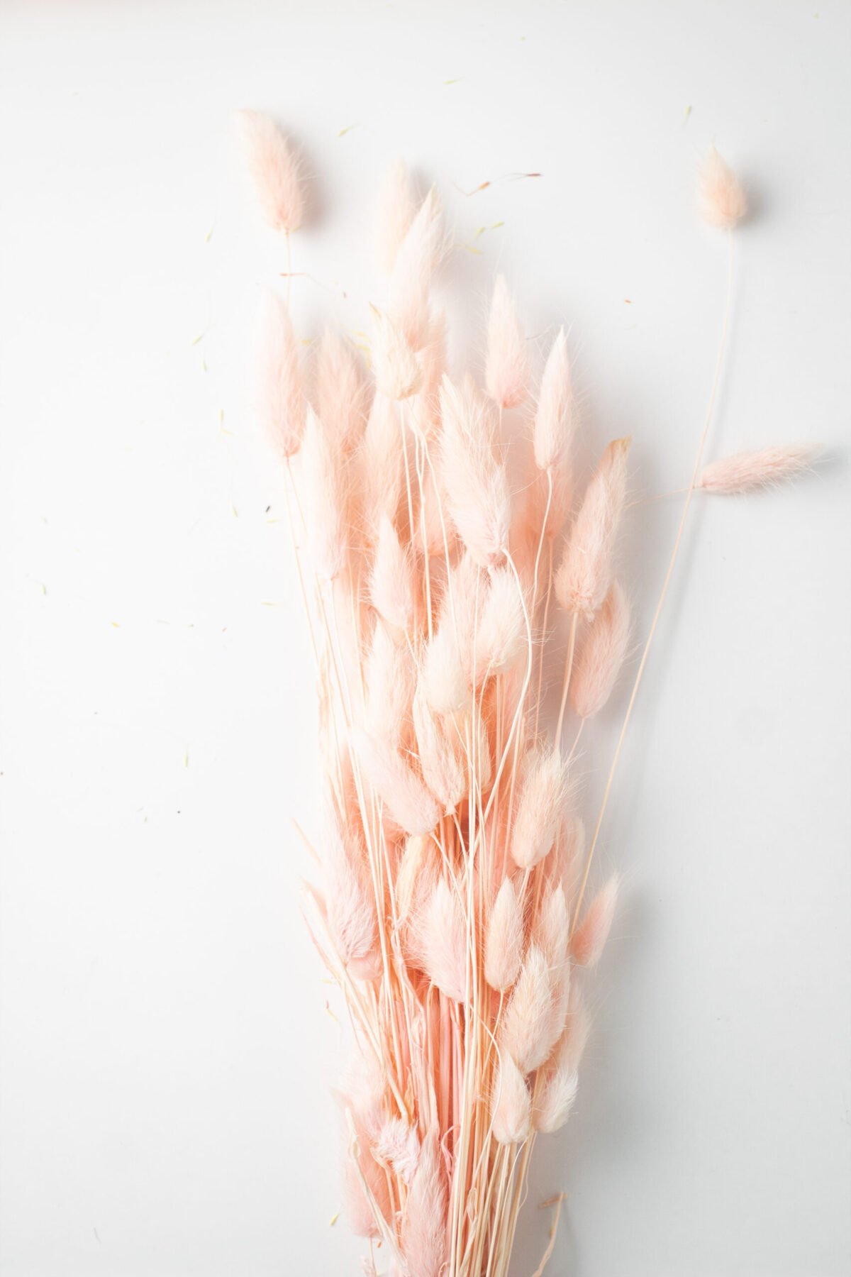 Bunny Tail Stems - Image 6