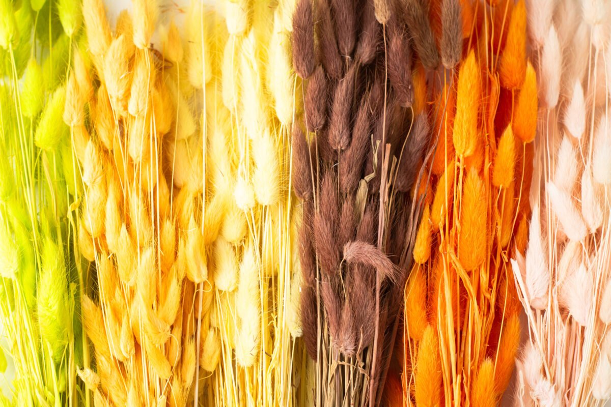 Bunny Tail Stems