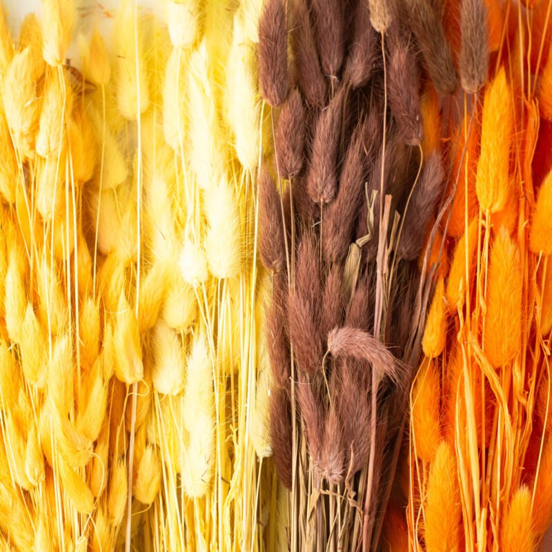 Bunny Tail Stems