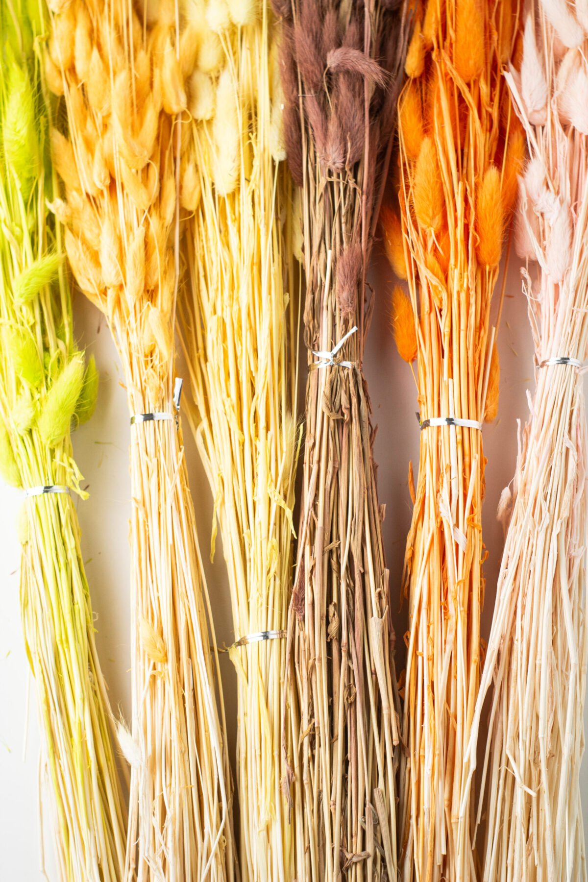 Bunny Tail Stems - Image 5