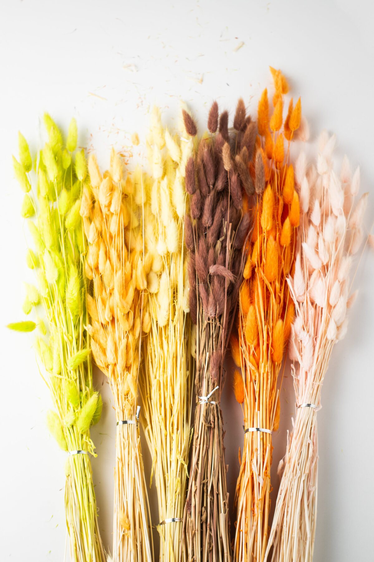 Bunny Tail Stems - Image 4