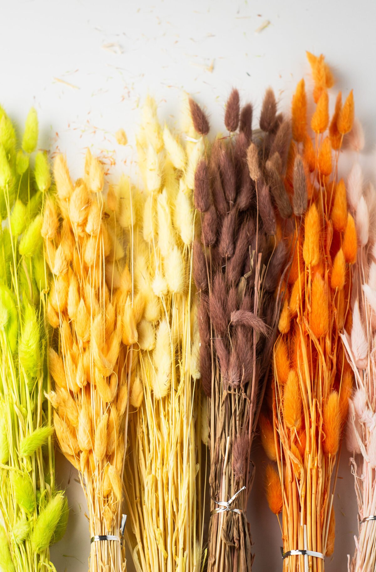 Bunny Tail Stems - Image 3