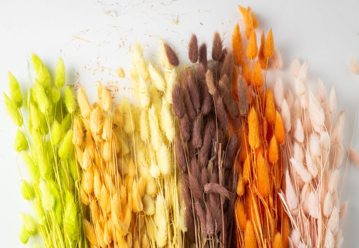 Bunny Tail Stems - Image 2