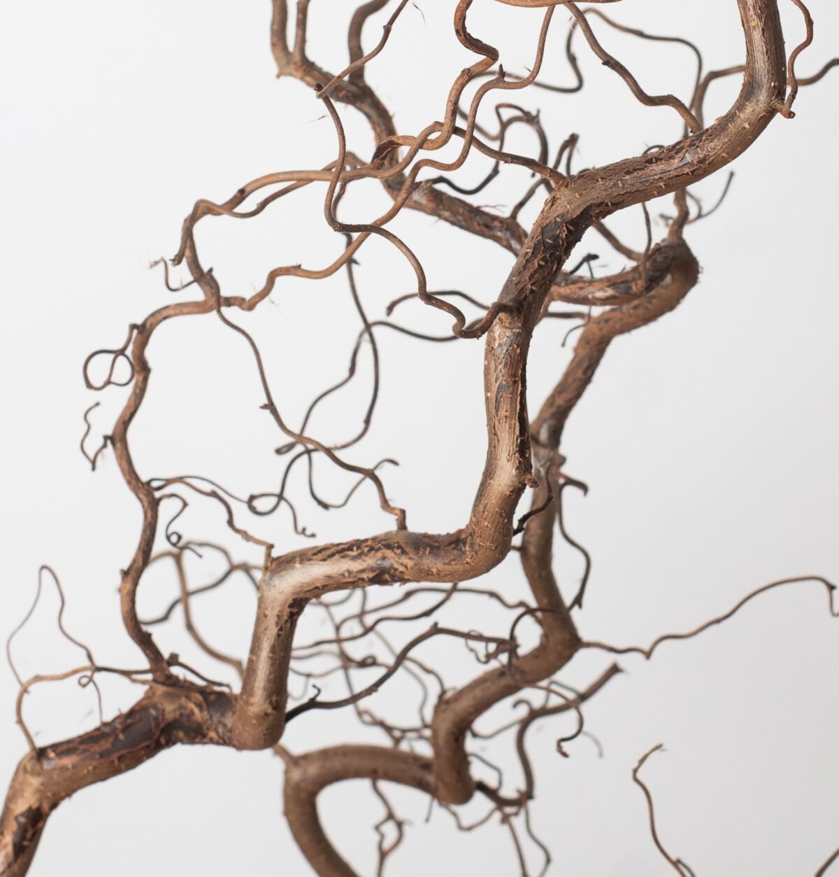 Hazel branches (Corylus avellana) - Image 2