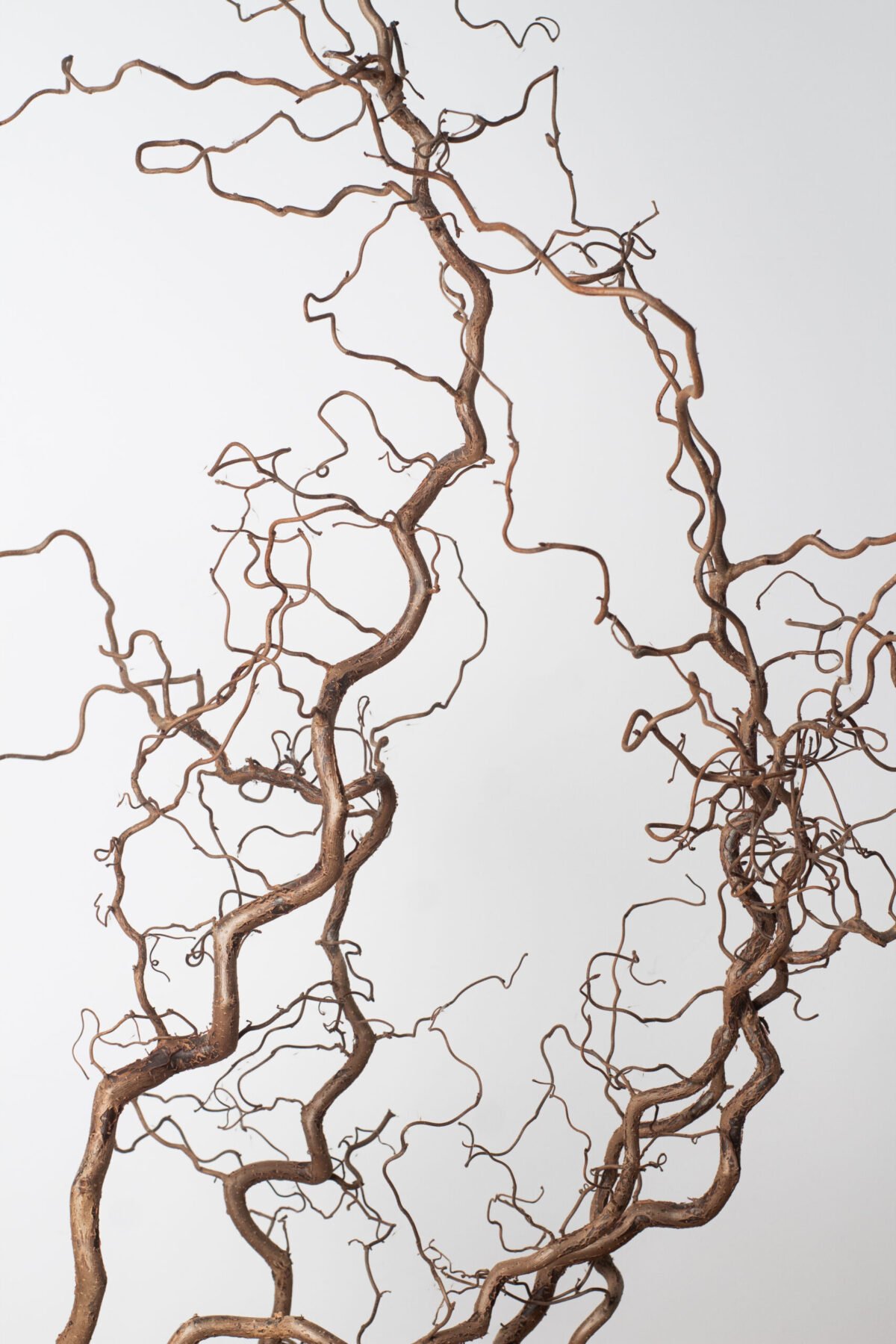 Hazel branches (Corylus avellana) - Image 3