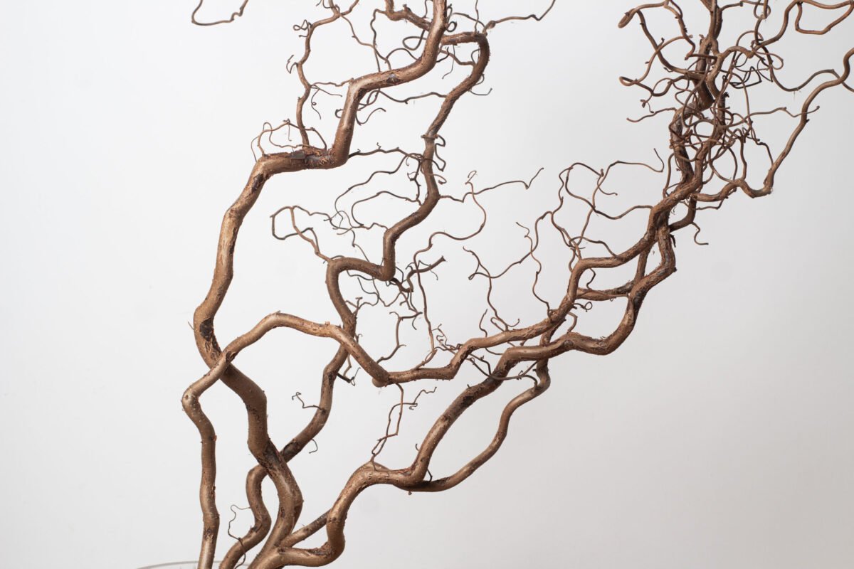 Hazel branches (Corylus avellana) - Image 4