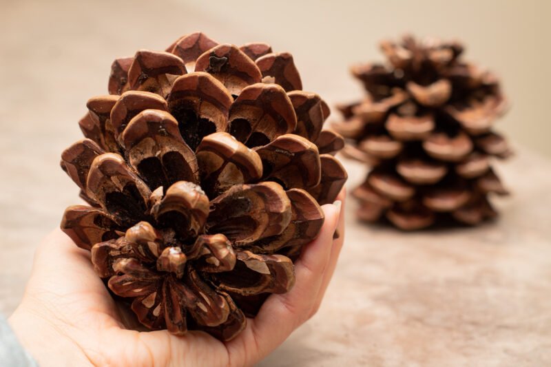 Giant pinecones - Image 2