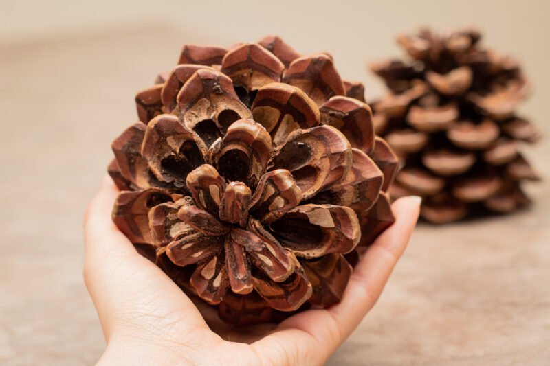 Giant pinecones