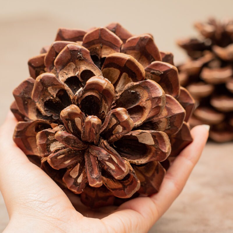 Giant pinecones