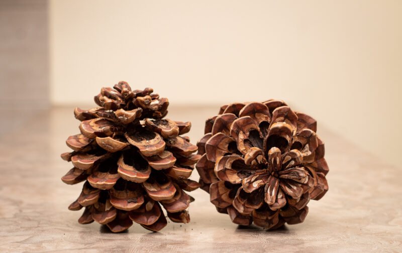 Giant pinecones - Image 3