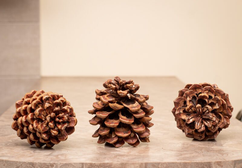 Giant pinecones - Image 4