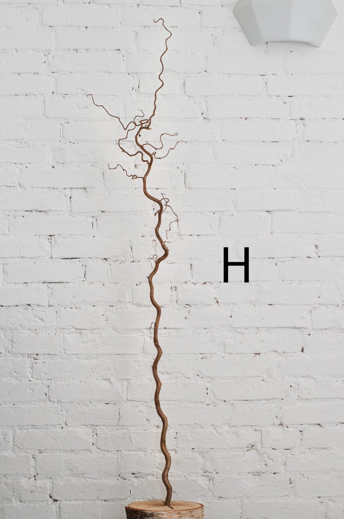 Hazel branches (Corylus avellana) - Image 12