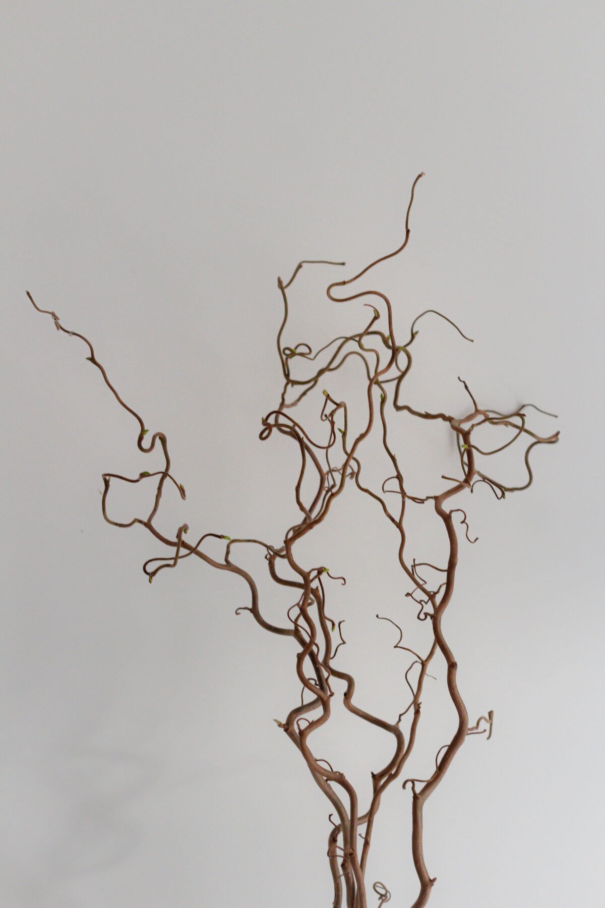 Set of 5 Hazel Branches - Image 9