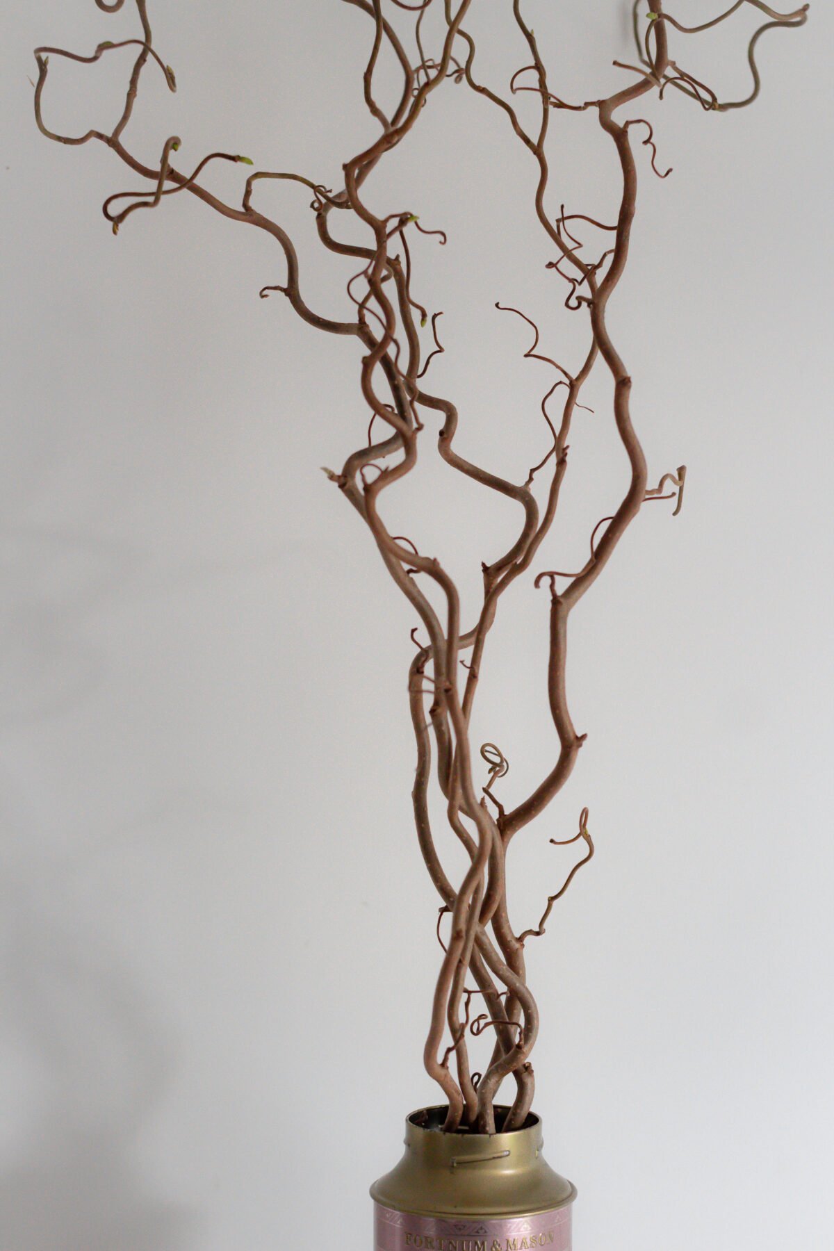 Set of 5 Hazel Branches - Image 6